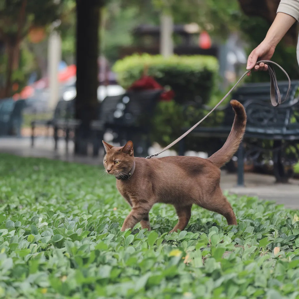 Comment promener mon chat en laisse ?